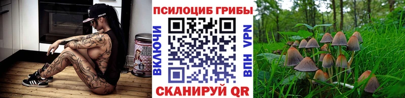 Галлюциногенные грибы Psilocybe  Купить закладки  Чёрмоз 